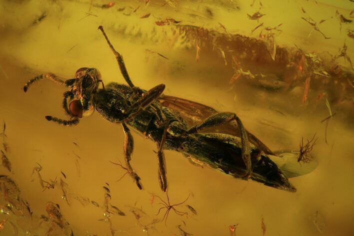 Detailed Fossil Wasp (Hymenoptera) In Baltic Amber #59407